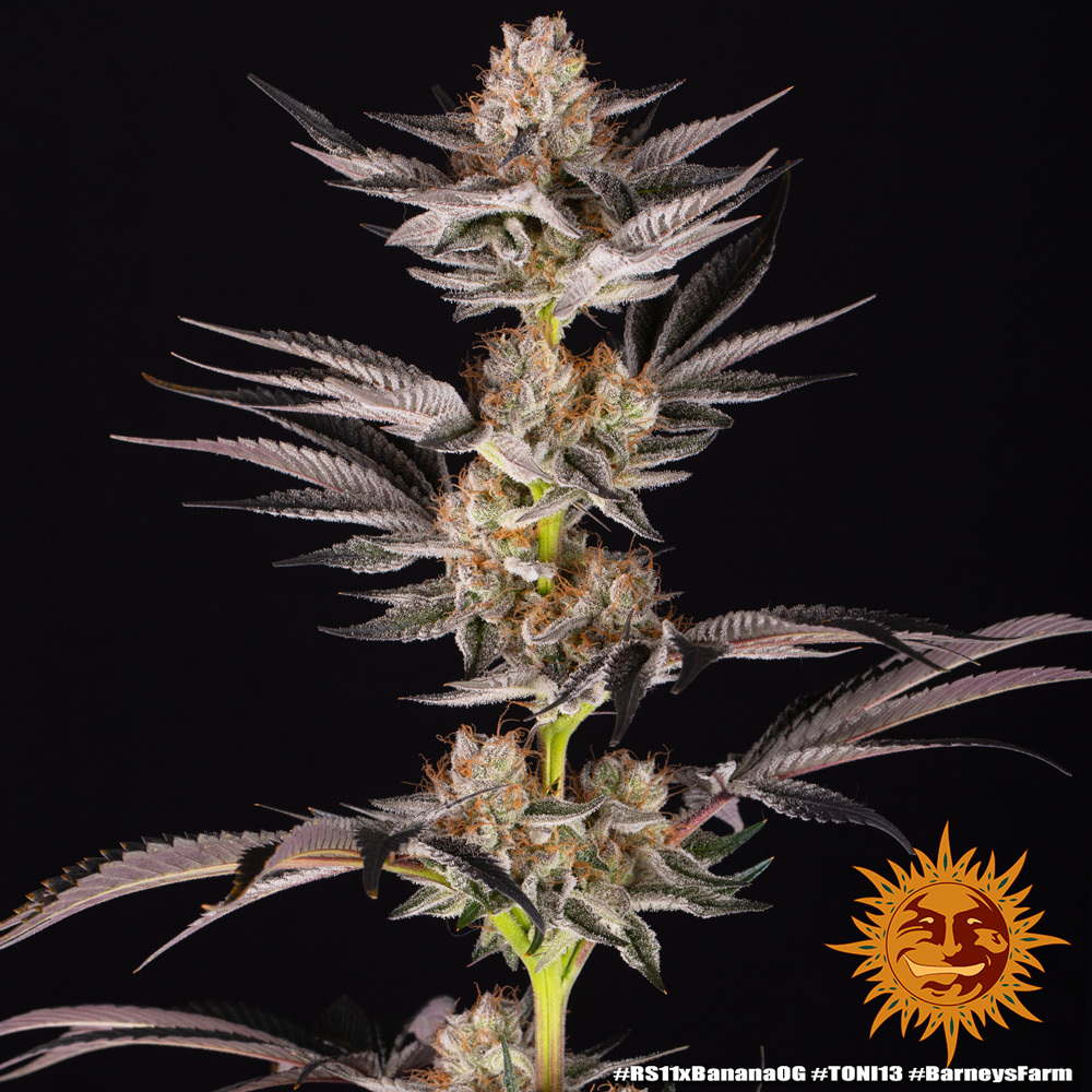 Barneys Farm RS11 X Banana OG 5er