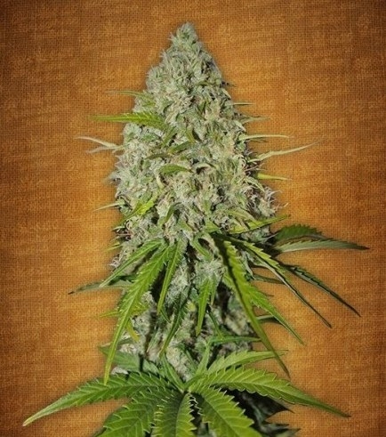 Grapefruit Auto