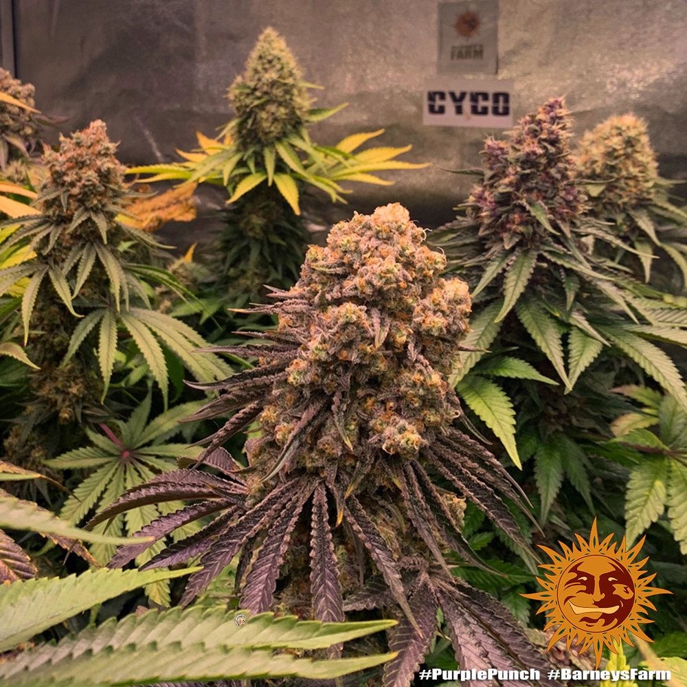 Purple Punch 5er