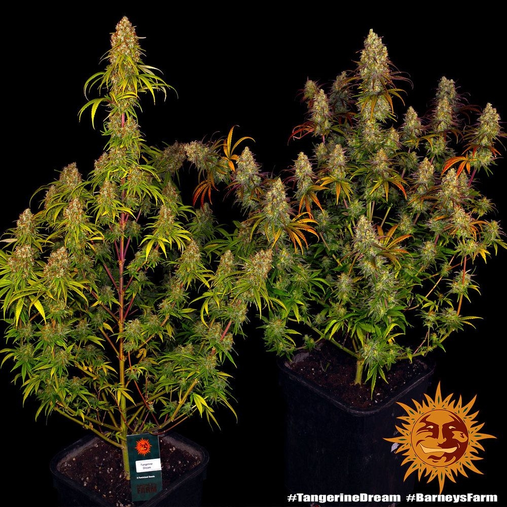 Tangerine Dream 5er