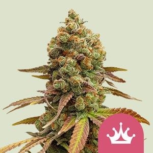 9cb629db79e99e572e374ad86f7450dc7081486a Special Queen #1 5er 50%/50% Sep