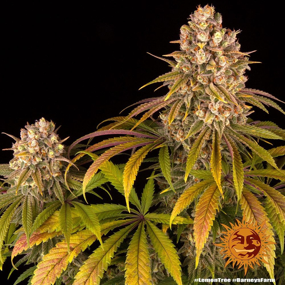 Lemon Tree 5er
