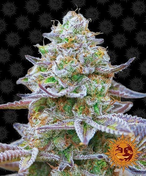 895b4793454967edca1666f11ac426ce4ac792bd Gorilla Zkittlez 5er