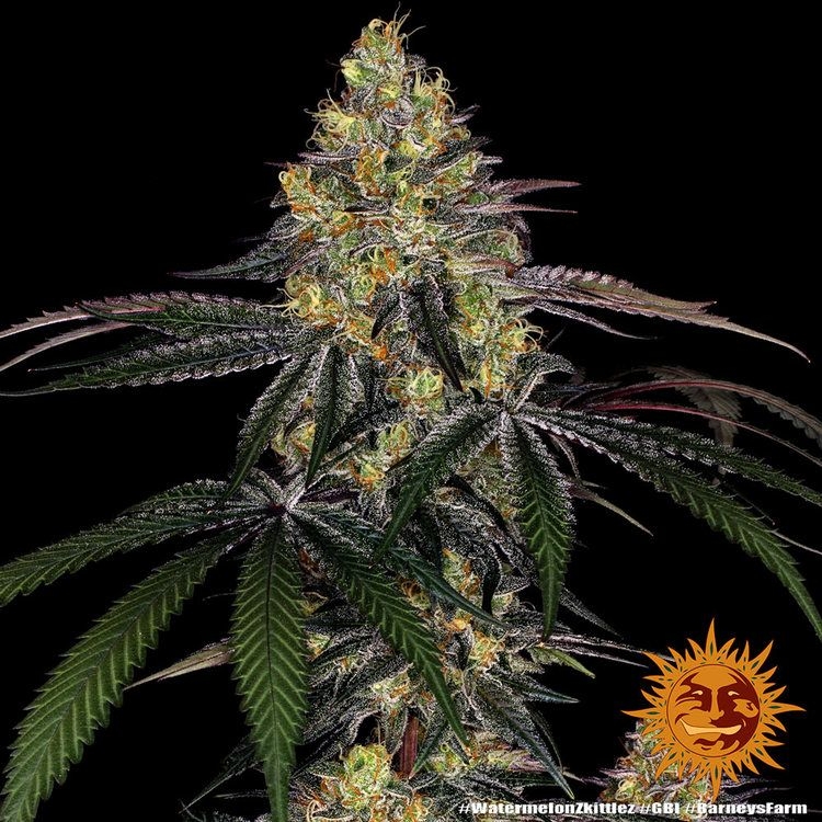 Watermelon Zkittlez 5er