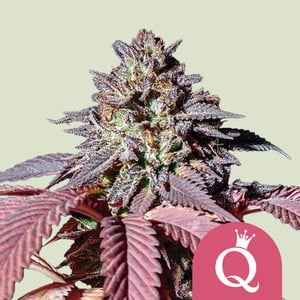 Purple Queen 5er Purple Queen 5er