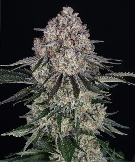 Sour Diesel Auto Sour Diesel Auto