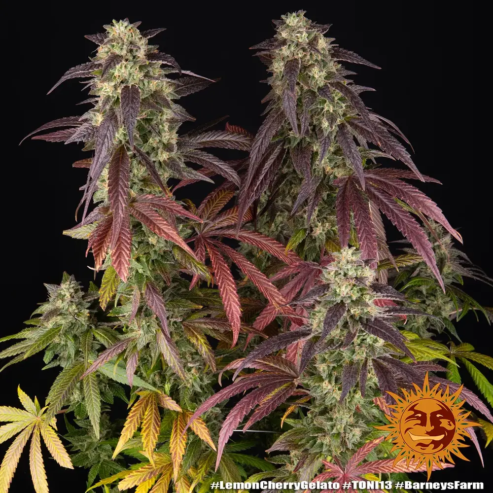 Barneys Farm Lemon Cherry Gelato 5er