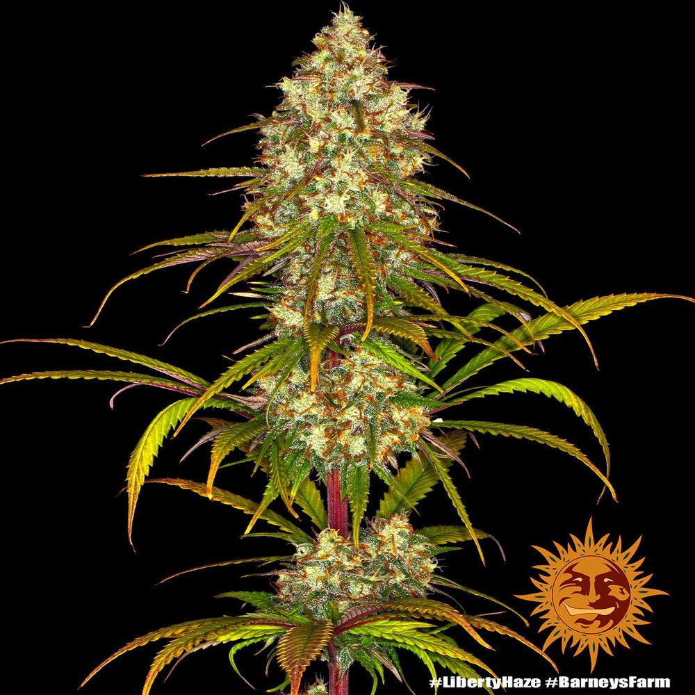 Liberty Haze 5er