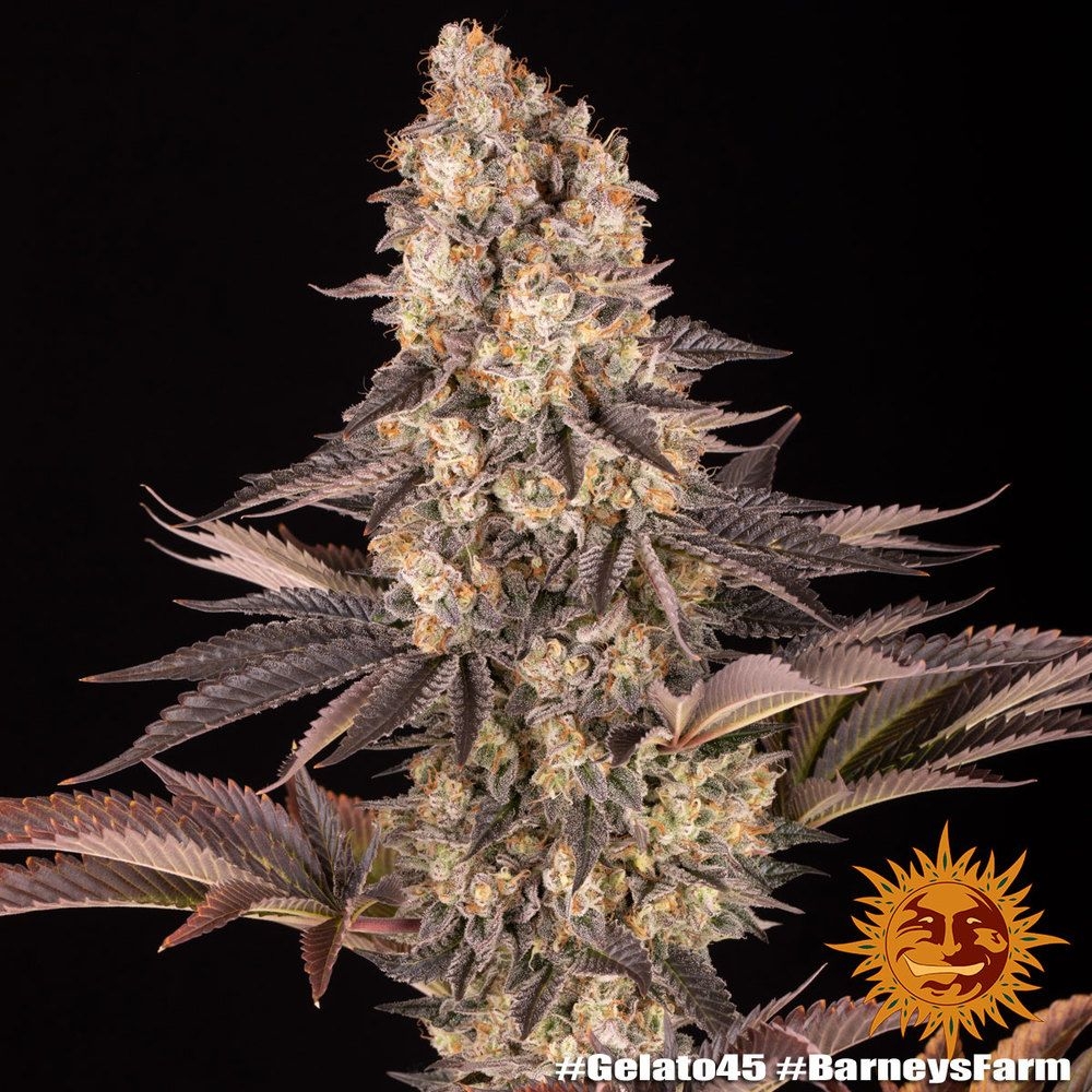 Gelato #45 5er