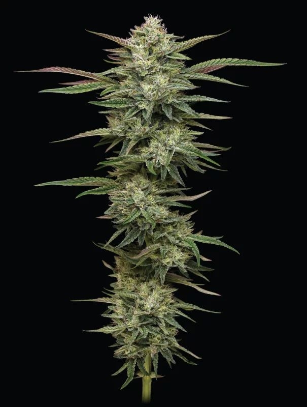 Blueberry Cupcake 5er