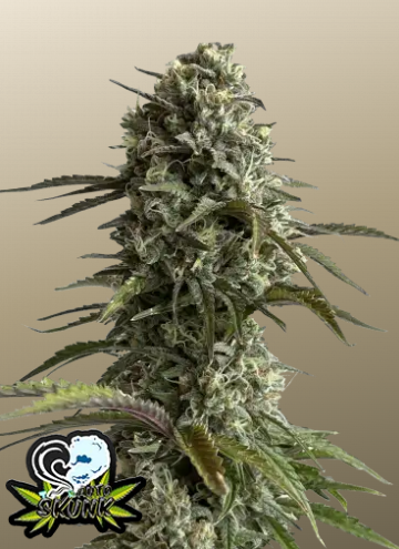 Fastbuds 420 Original Auto Skunk 3er