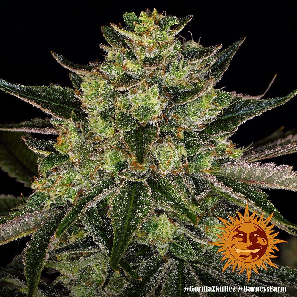 165b8733e50ec416c0f2531cec96ae7d87439324 Gorilla Zkittlez 5er