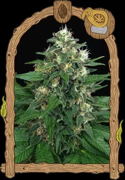 7a4eb273a90f0bb4dd562a64cc426033f3938085 Exotic Thai 5er Pack 30/70 Okt