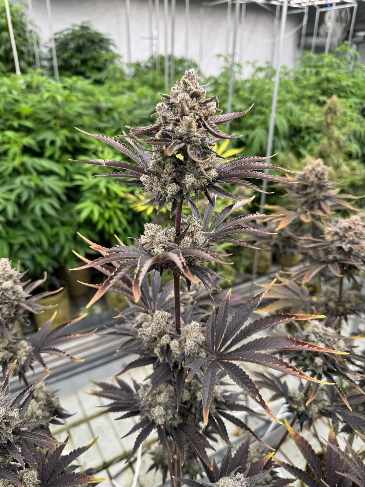 Fastbuds 420 Banana Purple Punch RF 1er Fastbuds 420 Banana Purple Punch RF 1er