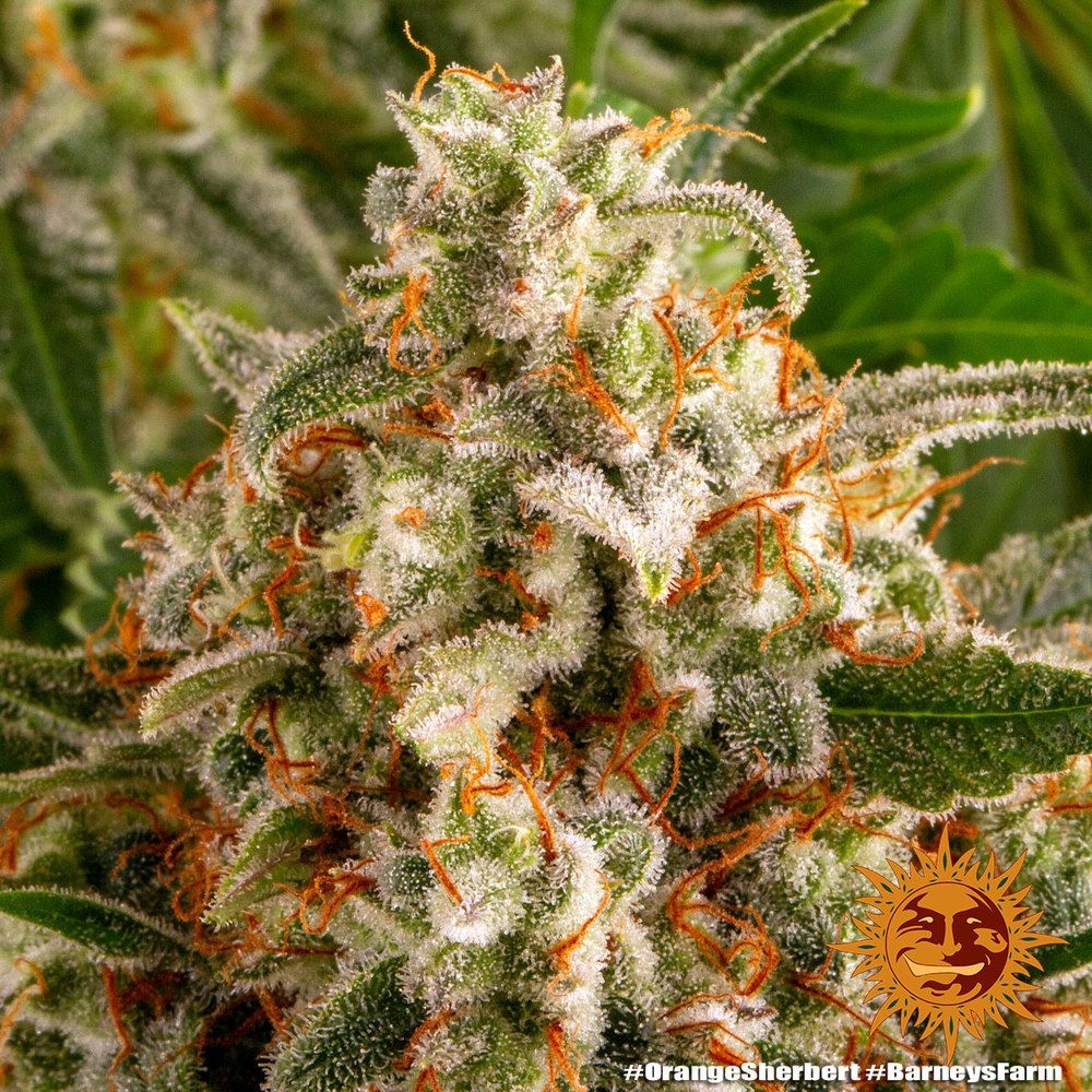 Orange Sherbert 5er