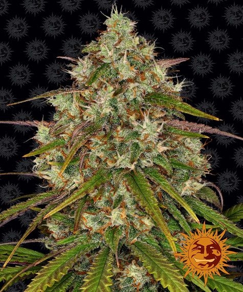 e1ad5527810042c299e7b8f298eb66b87fdda29b Liberty Haze 5er