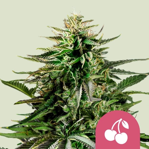 Cherry Pie 5er Cherry Pie 5er