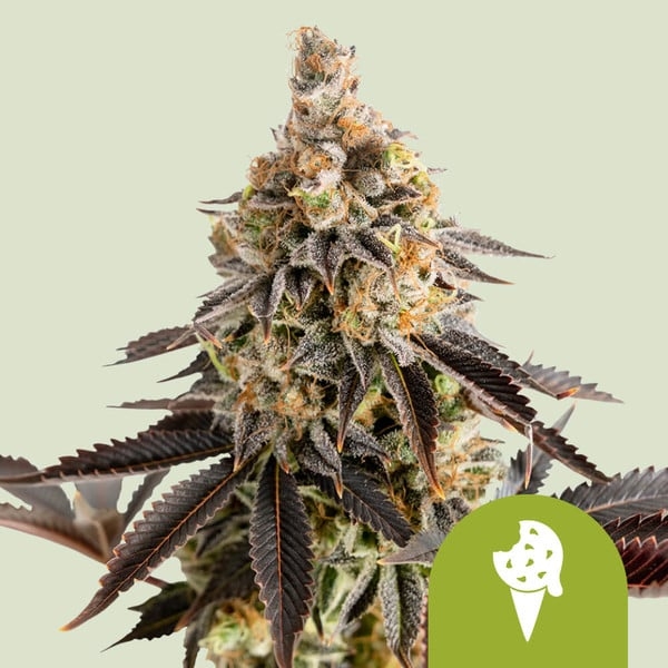 Cookies Gelato 5er