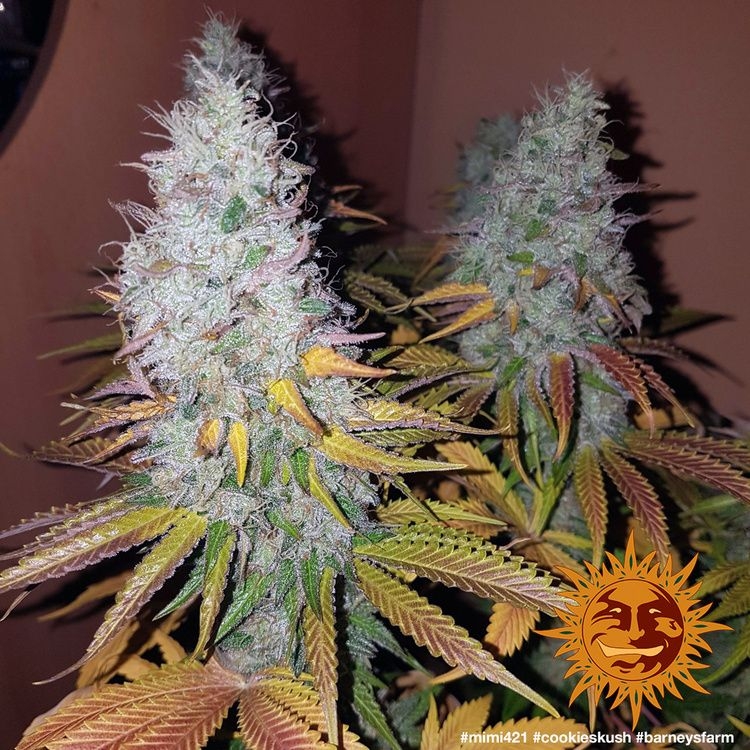 a207b2adc4a90e025d571621924d3e61a7ecac3f Cookies Kush 5er