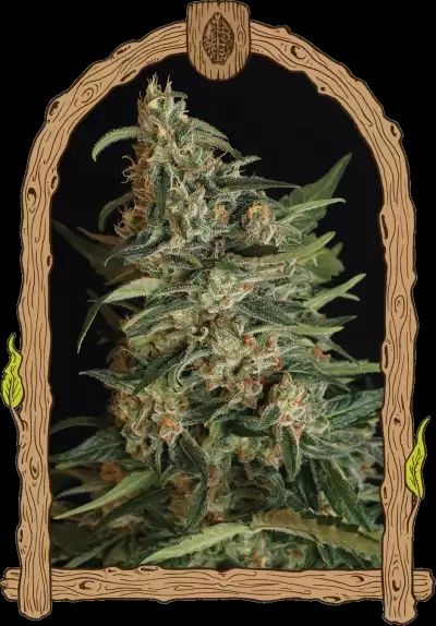 Green Gummy 5er Pack 70/30 Okt