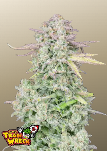 Fastbuds 420 Original Auto Trainwreck 3er Fastbuds 420 Original Auto Trainwreck 3er