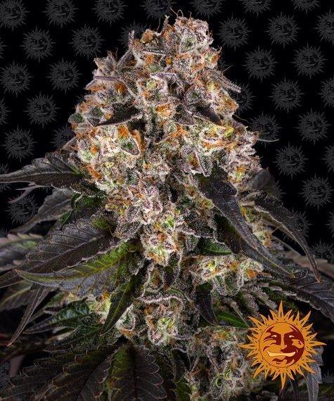 Girl Scout Cookies 5er