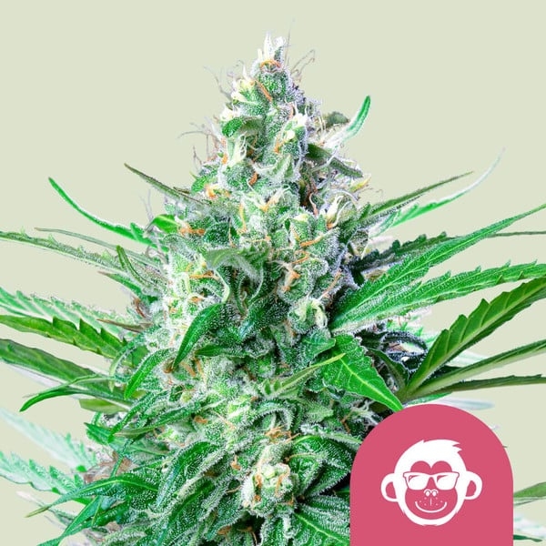 Grape Ape 5er