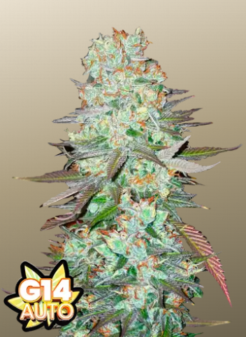 Fastbuds 420 G14 Auto 3er Fastbuds 420 G14 Auto 3er