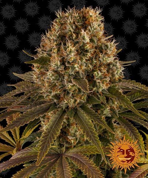 Strawberry Lemonade 5er