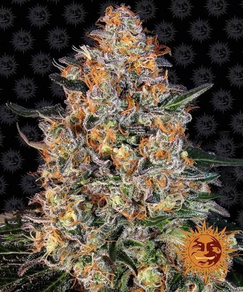 Bubba Kush 5er