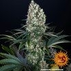 Blueberry Og 5er