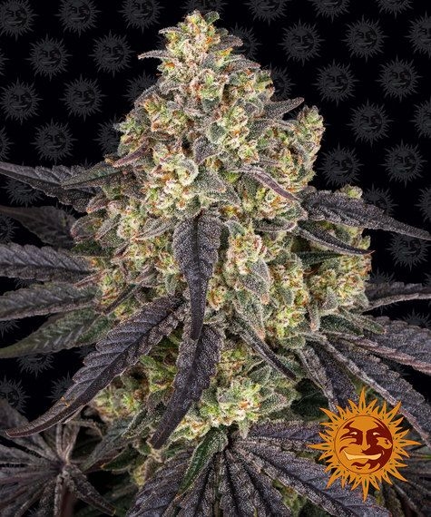 7ec4bd0bb587c1ae0461c7495f790f3f5d2515b9 Kush Mintz 5er
