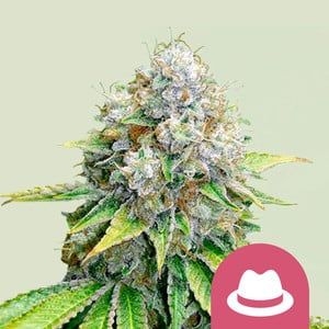 O.G. Kush 5er 75%/25% Okt