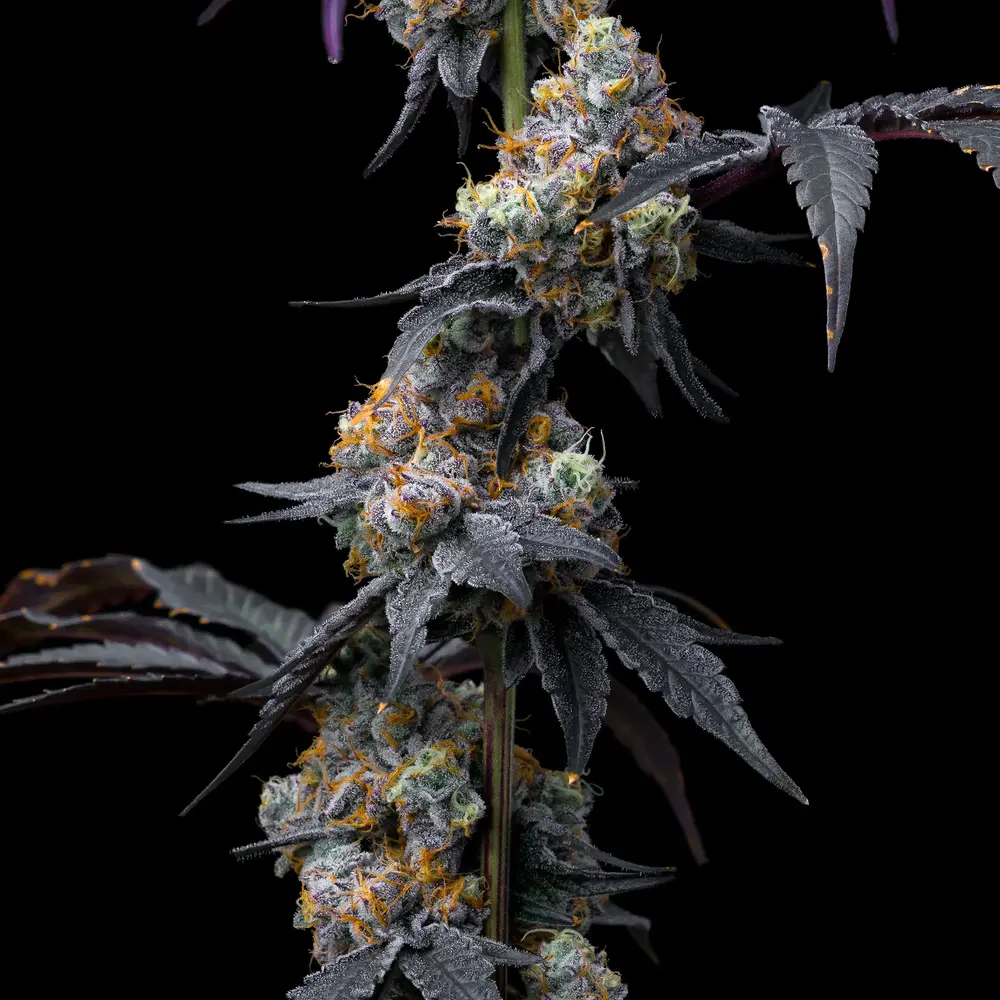 Rainbow Sherbet 5er 50/50 Sep Rainbow Sherbet 5er 50/50 Sep