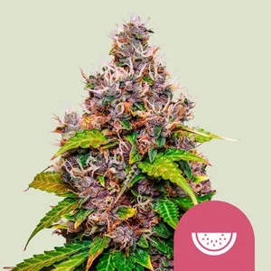Watermelon 5er Watermelon 5er
