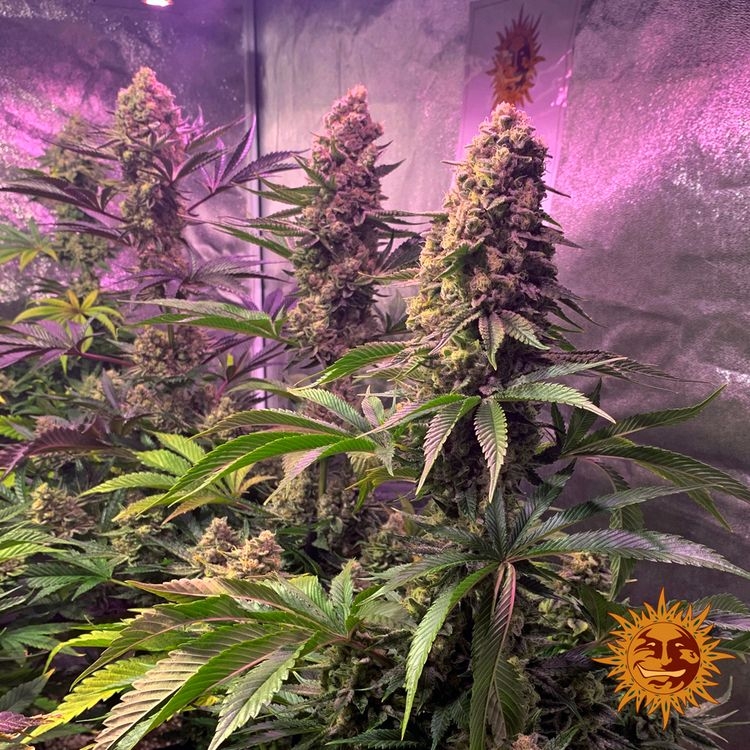 Tropicanna Banana 5er