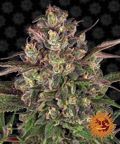 Peyote Critical 5er