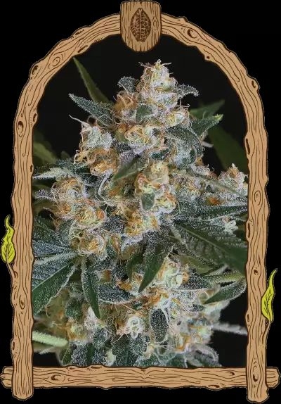 Lemon Candy 5er Pack 45/55 Okt