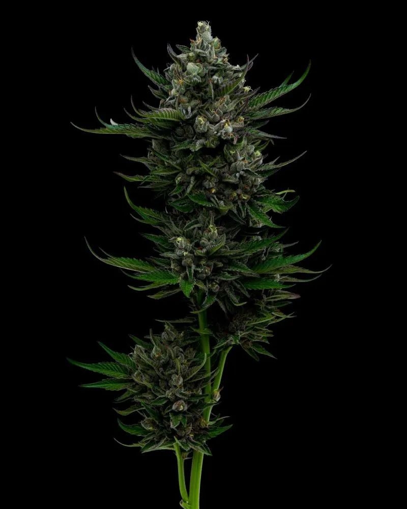 89bd992ed94f66888255c9a2b241c2604d4c97ca All Gas Og 5er