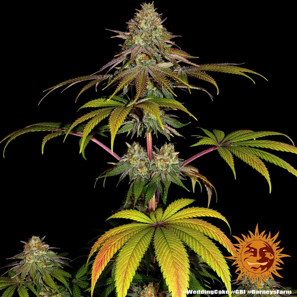Wedding Cake 5er