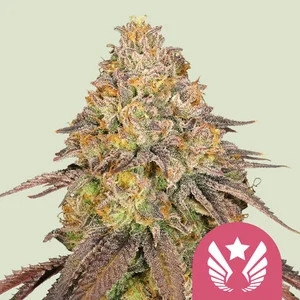 Legendary OG Punch 5er Legendary OG Punch 5er