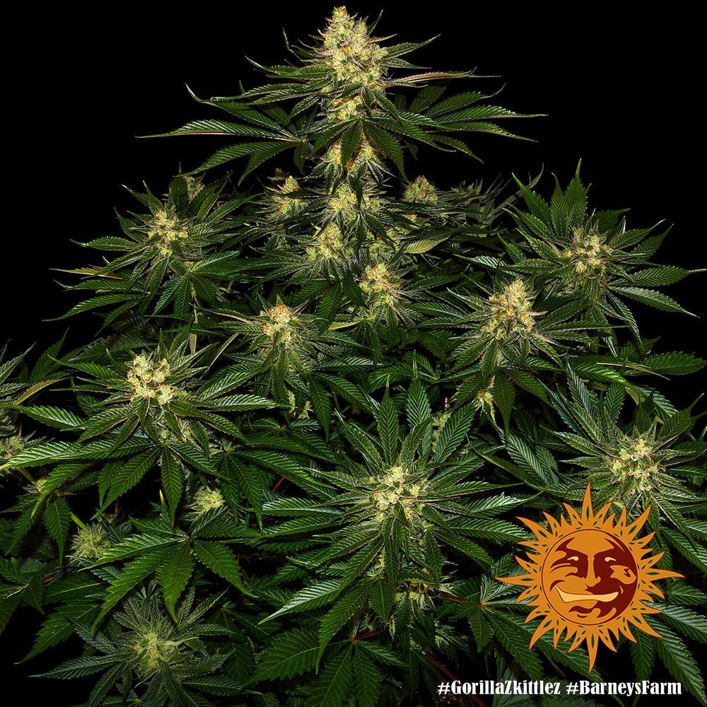 Gorilla Zkittlez 5er