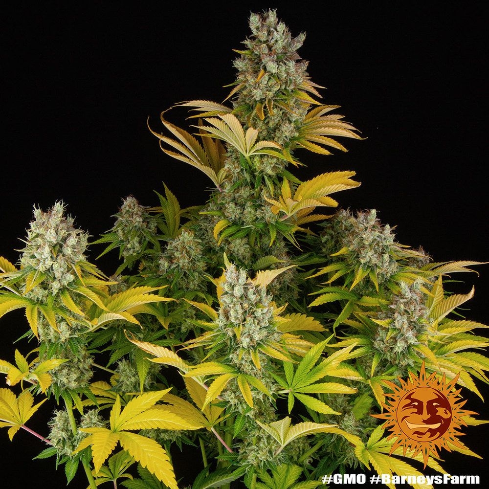 GMO 5er