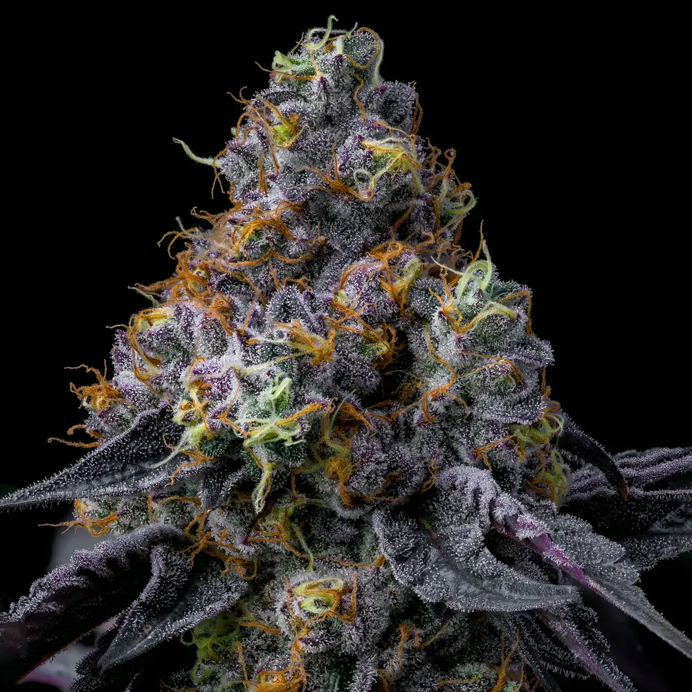 Rainbow Sherbet 5er 50/50 Sep Rainbow Sherbet 5er 50/50 Sep