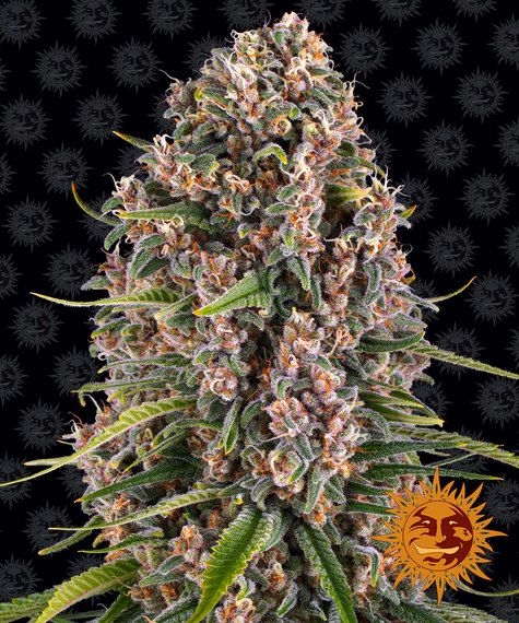 c3833b4a4e1336cc6366363396fc44bb5c95b023 Blue Cheese 5er 80/20 Sep