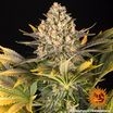 Banana Punch 5er