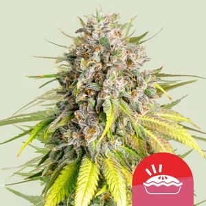 Punch Pie feat Tyson , 5er 90%/10% Aug