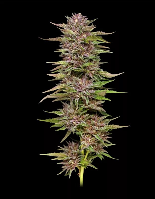Pineapple Muffin 5er