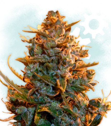 Critical Auto Critical Auto