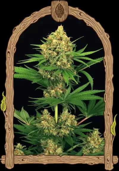 560d919645cd0a9801225b85abf4a18a7e551dc1 Tangerine Kush 5er Pack 70/30 Sep
